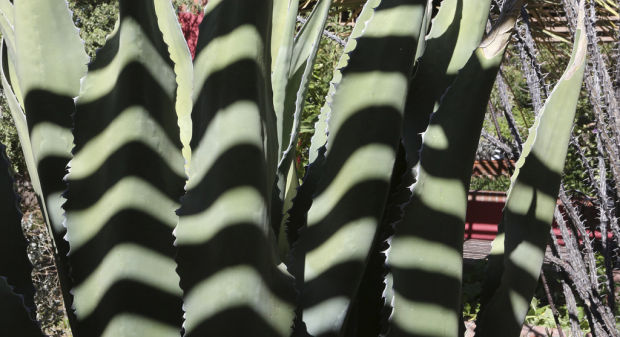 Garden oasis extends its hours for summer